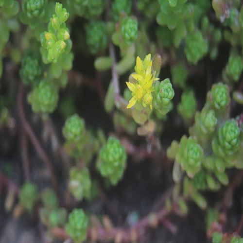 タイトゴメの花