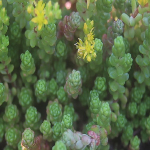 タイトゴメの花