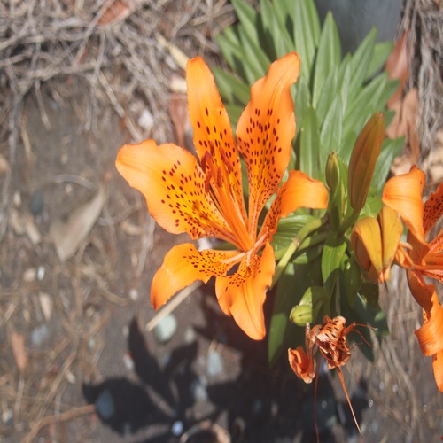 スカシユリの花