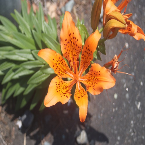 スカシユリの花