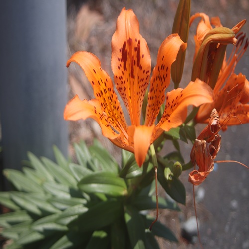 スカシユリの花