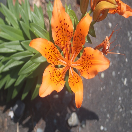 スカシユリの花