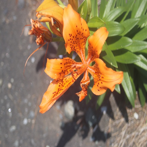 スカシユリの花