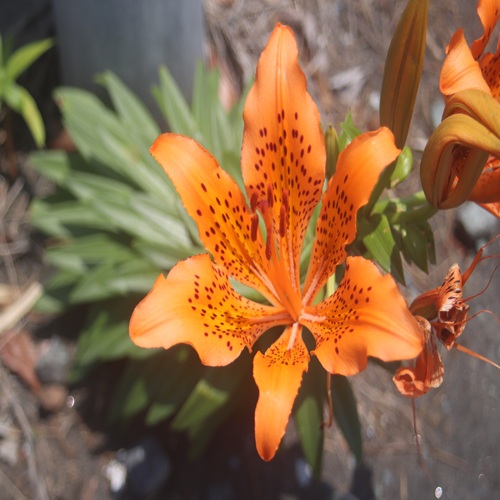 スカシユリの花