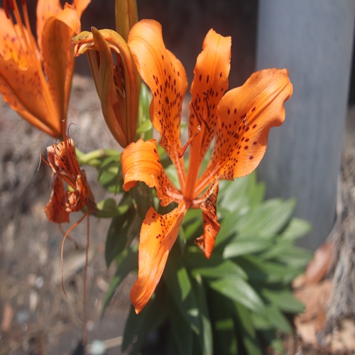 スカシユリの花