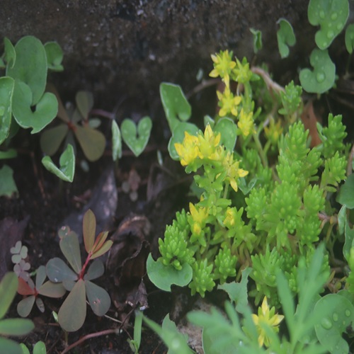 オカタイトゴメの花