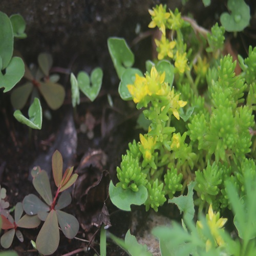 オカタイトゴメの花