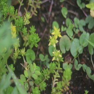 オカタイトゴメの花