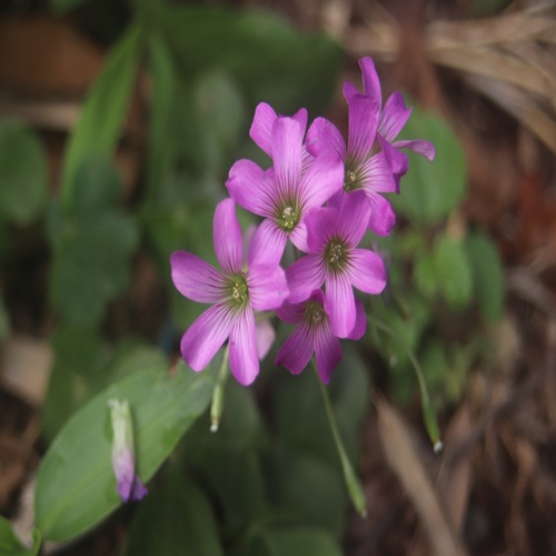 ムラサキカタバミの花