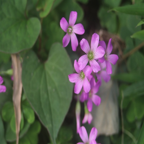 ムラサキカタバミの花