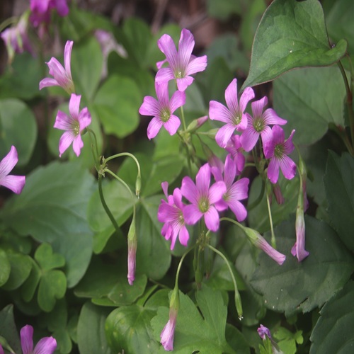 ムラサキカタバミの花