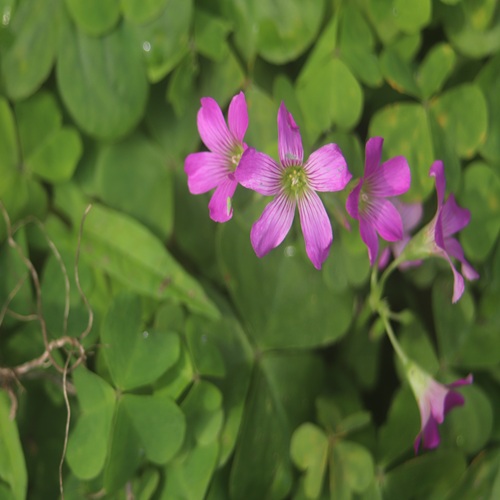 ムラサキカタバミの花
