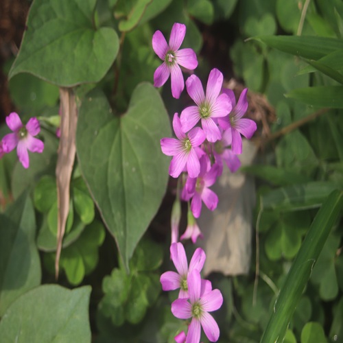 ムラサキカタバミの花