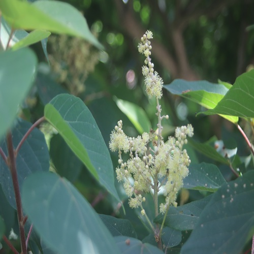 アカメガシワの雄花