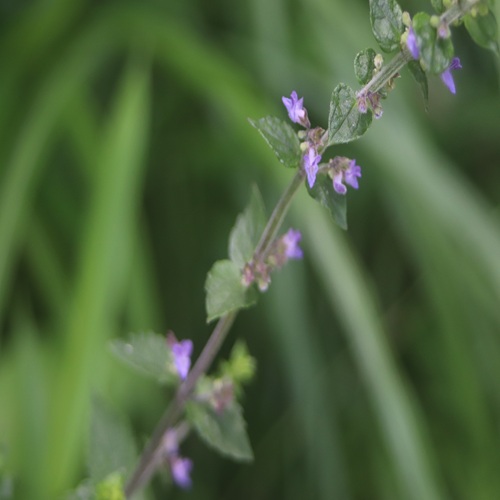 ヤマハッカの花