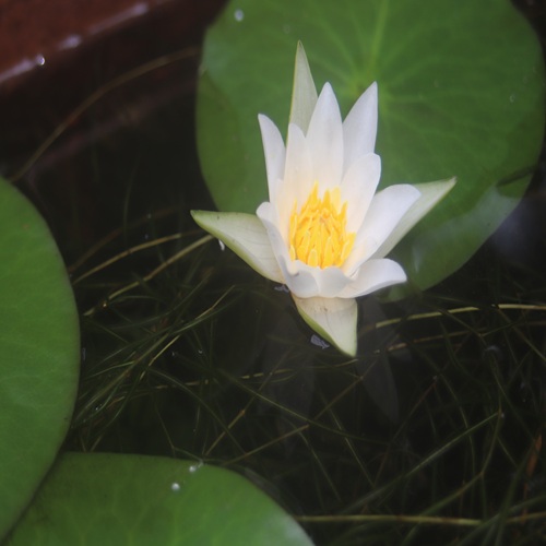 ヒツジグサの花