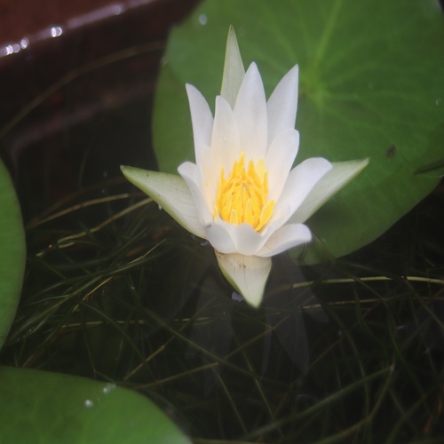 ヒツジグサの花