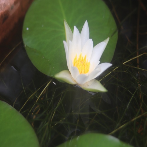 ヒツジグサの花