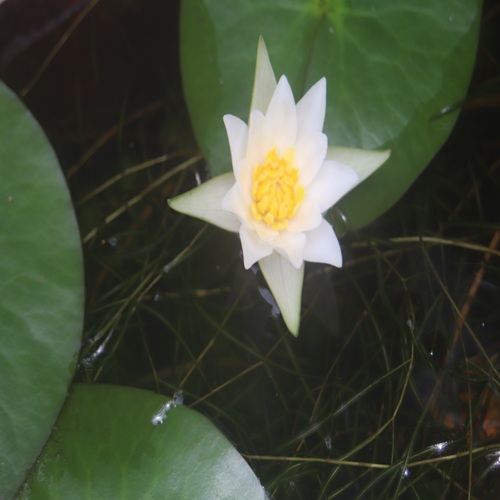 ヒツジグサの花