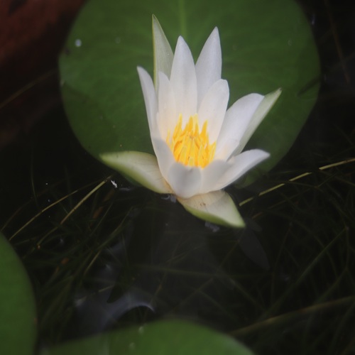 ヒツジグサの花
