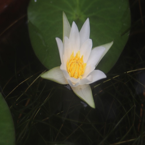 ヒツジグサの花