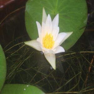 ヒツジグサの花