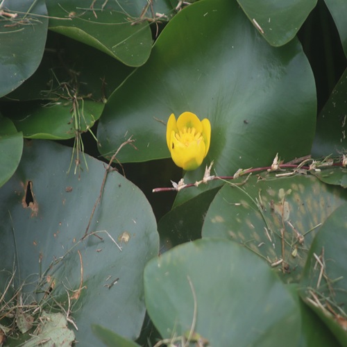 ヒメコウホネの花