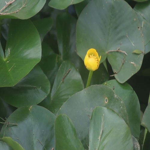 ヒメコウホネの花