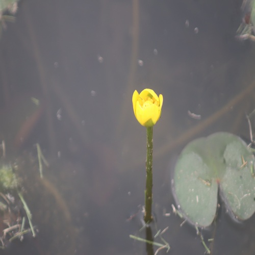 ヒメコウホネの花