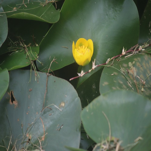 ヒメコウホネの花
