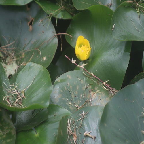ヒメコウホネの花