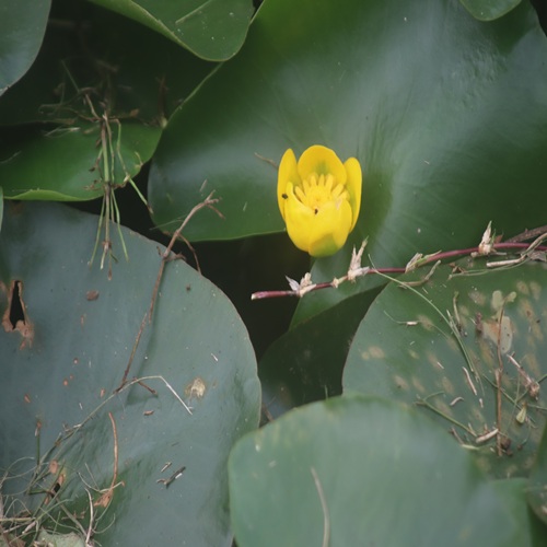 ヒメコウホネの花