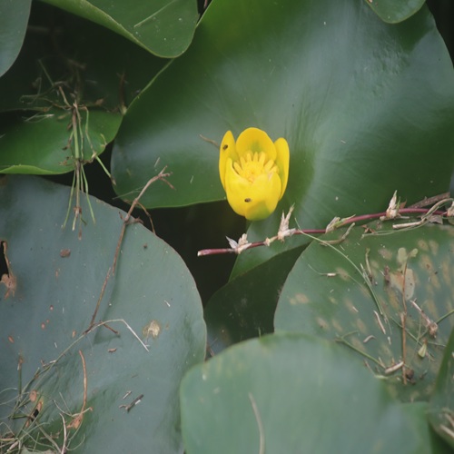 ヒメコウホネの花