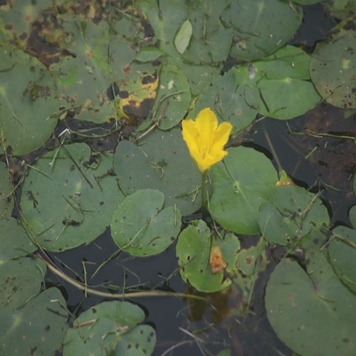 アサザの花