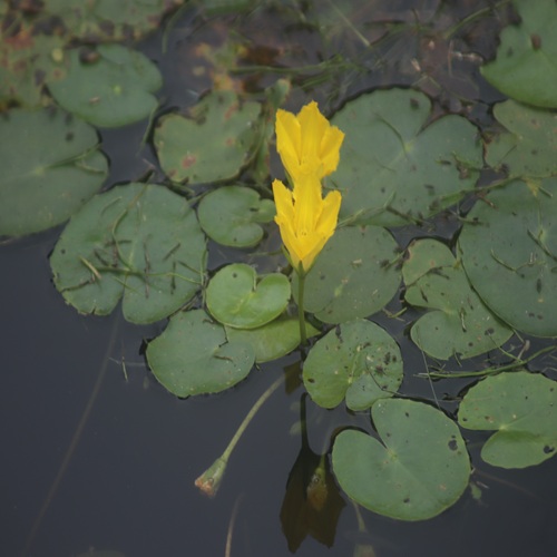 アサザの花