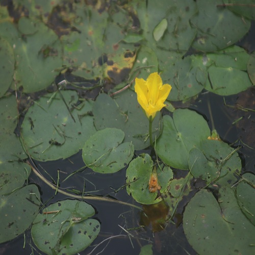 アサザの花