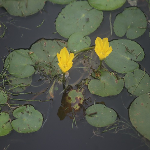 アサザの花