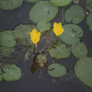 アサザの花