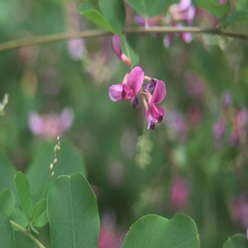 ヤマハギの花