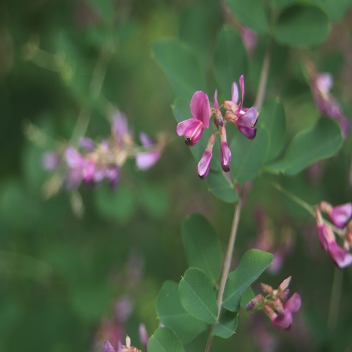 ヤマハギの花