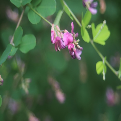 ヤマハギの花