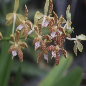 ニュウメンランの花