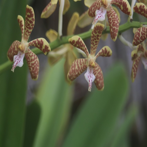 ニュウメンランの花