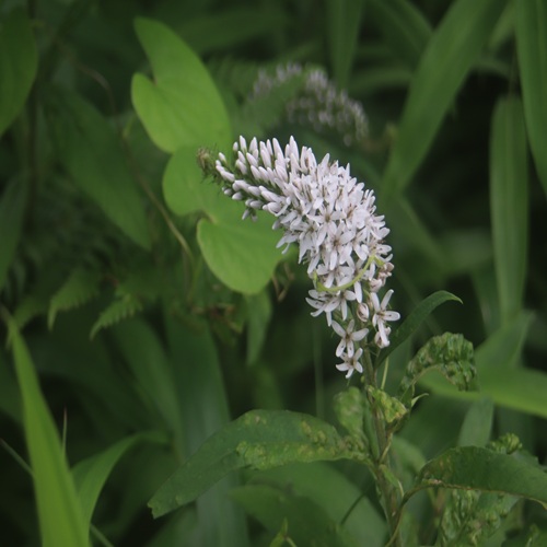 ノジトラノオの花