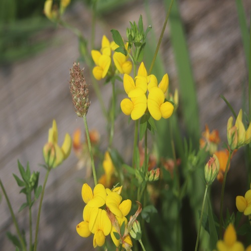 セイヨウミヤコグサの花