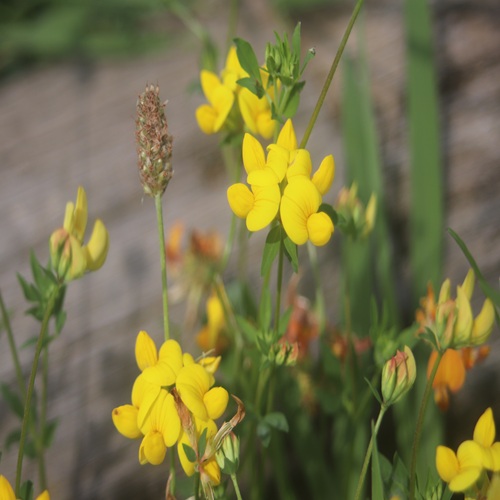 セイヨウミヤコグサの花