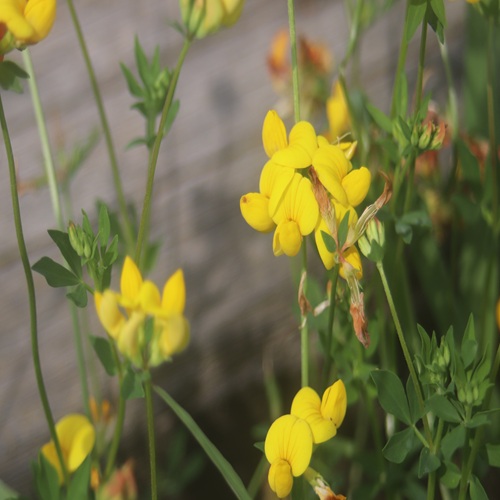 セイヨウミヤコグサの花