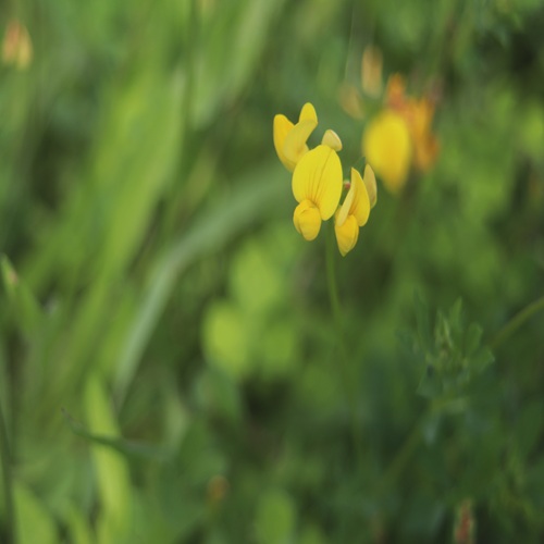 セイヨウミヤコグサの花