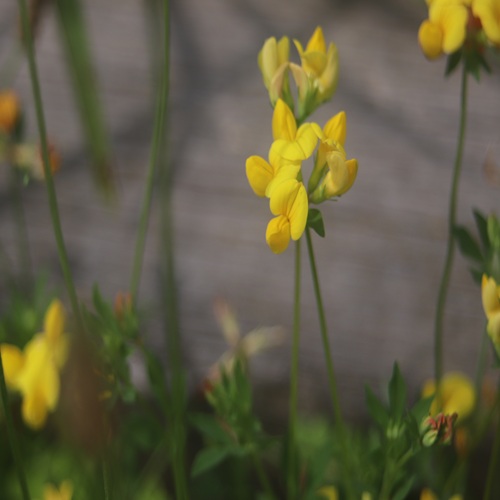 セイヨウミヤコグサの花
