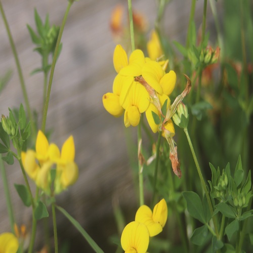 セイヨウミヤコグサの花